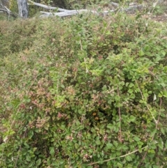 Rubus parvifolius at Tidbinbilla Nature Reserve - 22 Jan 2024 10:51 AM