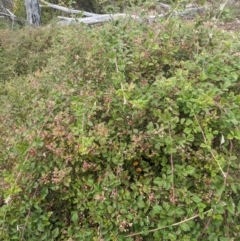 Rubus parvifolius at Tidbinbilla Nature Reserve - 22 Jan 2024