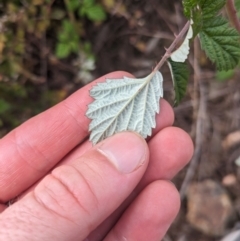 Rubus parvifolius at Tidbinbilla Nature Reserve - 22 Jan 2024