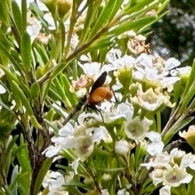 Bibio imitator (Garden maggot) at Aranda, ACT - 25 Jan 2024 by KMcCue