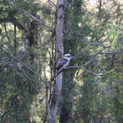 Dacelo novaeguineae (Laughing Kookaburra) at Kosciuszko National Park - 26 Jan 2024 by VanceLawrence