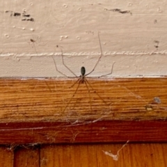 Pholcus phalangioides (Daddy-long-legs spider) at Aranda, ACT - 25 Jan 2024 by KMcCue