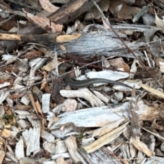 Lampropholis guichenoti (Common Garden Skink) at Aranda, ACT - 25 Jan 2024 by KMcCue