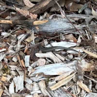 Lampropholis guichenoti (Common Garden Skink) at Aranda, ACT - 25 Jan 2024 by KMcCue
