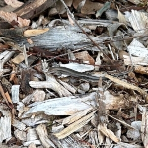 Lampropholis guichenoti at Aranda, ACT - 25 Jan 2024 05:12 PM