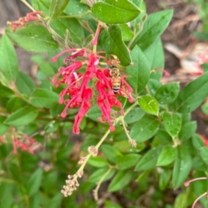 Apis mellifera at Aranda, ACT - 25 Jan 2024