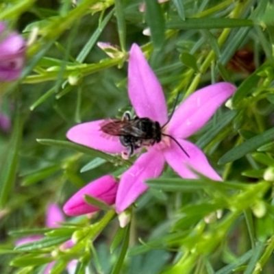Unidentified Bee (Hymenoptera, Apiformes) at Aranda, ACT - 25 Jan 2024 by KMcCue