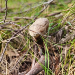 Sanguinoderma rude (Red-staining Stalked Polypore) at Harolds Cross, NSW - 28 Jan 2024 by Csteele4