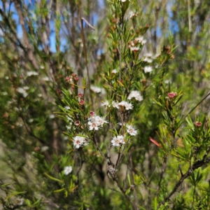 Kunzea ericoides at QPRC LGA - 28 Jan 2024