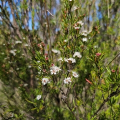 Kunzea ericoides (Burgan) at Captains Flat, NSW - 28 Jan 2024 by Csteele4