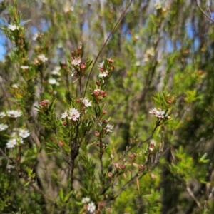 Kunzea ericoides at QPRC LGA - 28 Jan 2024