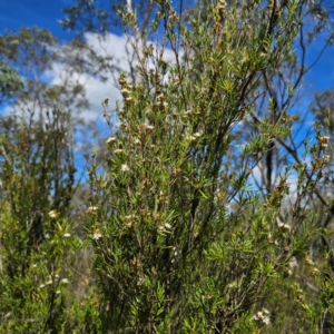 Kunzea ericoides at QPRC LGA - 28 Jan 2024