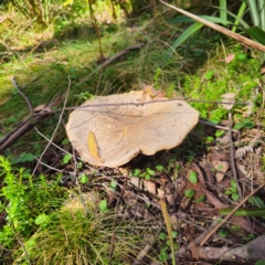 Agaricus sp. (Agaricus) at Harolds Cross, NSW - 28 Jan 2024 by Csteele4