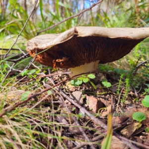 Agaricus sp. at QPRC LGA - 28 Jan 2024