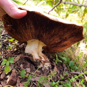 Agaricus sp. at QPRC LGA - 28 Jan 2024