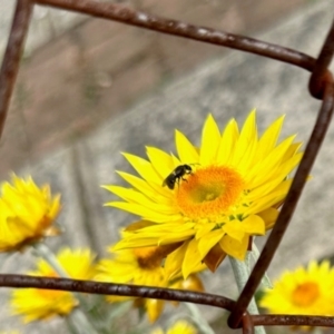 Apiformes (informal group) at Aranda, ACT - 25 Jan 2024