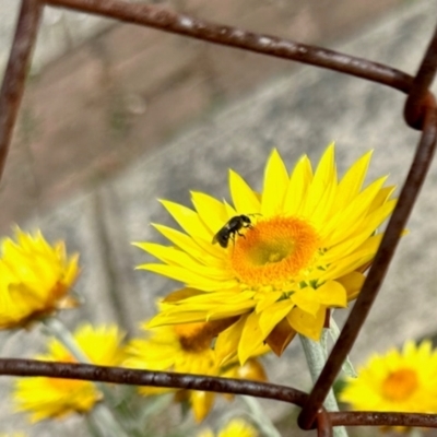 Apiformes (informal group) (Unidentified bee) at Aranda, ACT - 25 Jan 2024 by KMcCue