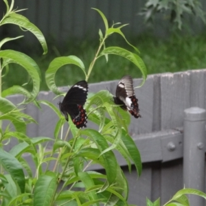 Papilio aegeus at Holder, ACT - 24 Jan 2024 04:11 PM