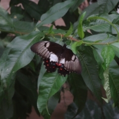 Papilio aegeus at Holder, ACT - 24 Jan 2024