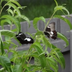 Papilio aegeus at Holder, ACT - 24 Jan 2024