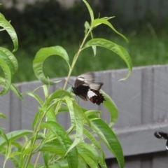 Papilio aegeus at Holder, ACT - 24 Jan 2024 04:11 PM