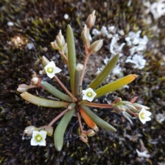 Calandrinia sp. (A Purslane) at Morton National Park - 28 Jan 2024 by RobG1