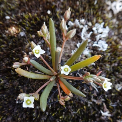 Calandrinia sp. (A Purslane) at Morton National Park - 28 Jan 2024 by RobG1