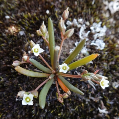 Calandrinia sp. at Morton National Park - 27 Jan 2024 by RobG1