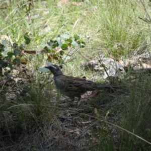 Cinclosoma punctatum at Namadgi National Park - 27 Jan 2024