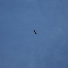 Haliaeetus leucogaster (White-bellied Sea-Eagle) at Murray Gorge, NSW - 27 Jan 2024 by VanceLawrence