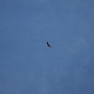 Haliaeetus leucogaster at Kosciuszko National Park - 28 Jan 2024 10:50 AM