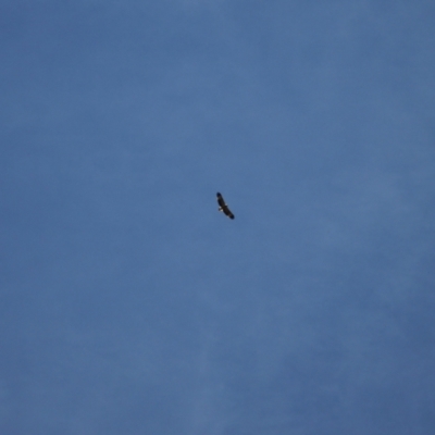 Haliaeetus leucogaster (White-bellied Sea-Eagle) at Kosciuszko National Park - 28 Jan 2024 by VanceLawrence