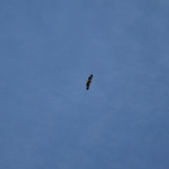 Haliaeetus leucogaster at Kosciuszko National Park - 28 Jan 2024