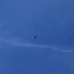 Haliaeetus leucogaster at Kosciuszko National Park - 28 Jan 2024