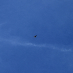 Haliaeetus leucogaster at Kosciuszko National Park - 28 Jan 2024