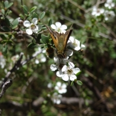 Timoconia flammeata (Bright Shield-skipper) at Namadgi National Park - 27 Jan 2024 by Miranda