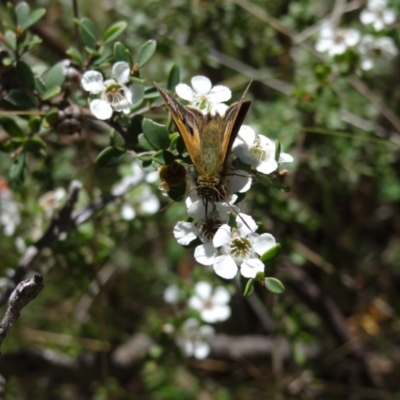 Timoconia flammeata (Bright Shield-skipper) at Namadgi National Park - 27 Jan 2024 by Miranda