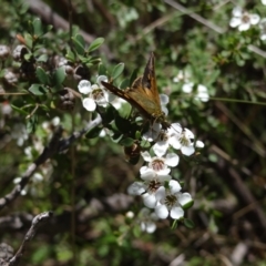 Timoconia flammeata at Namadgi National Park - 27 Jan 2024