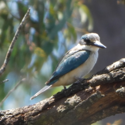 Todiramphus sanctus (Sacred Kingfisher) at Borough, NSW - 28 Jan 2024 by Paul4K