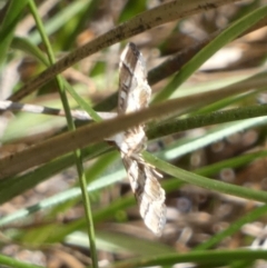 Nacoleia rhoeoalis (Spilomelinae) at Borough, NSW - 28 Jan 2024 by Paul4K