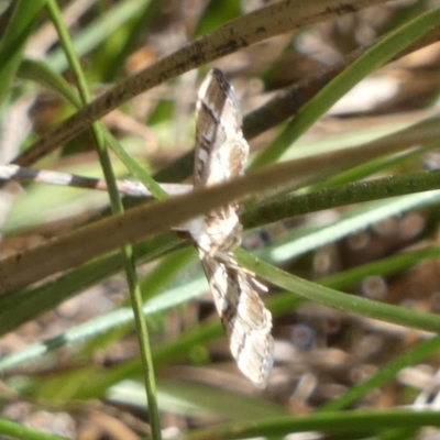 Nacoleia rhoeoalis (A Crambid moth (Spilomelinae) at QPRC LGA - 28 Jan 2024 by Paul4K
