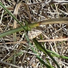 Nacoleia rhoeoalis at Boro - 28 Jan 2024