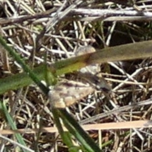 Nacoleia rhoeoalis at Boro - 28 Jan 2024