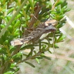 Nacoleia rhoeoalis at Boro - 28 Jan 2024