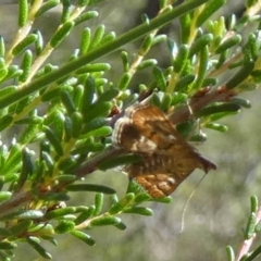 Nacoleia rhoeoalis at Boro - suppressed