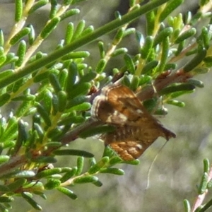 Nacoleia rhoeoalis at Boro - suppressed