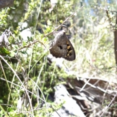 Geitoneura klugii (Marbled Xenica) at Namadgi National Park - 27 Jan 2024 by Miranda