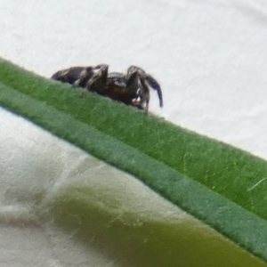 Salticidae (family) at Borough, NSW - suppressed