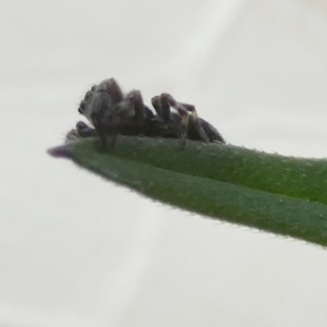 Salticidae (family) at Borough, NSW - suppressed