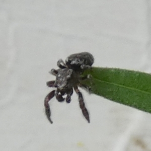 Salticidae (family) at Borough, NSW - suppressed